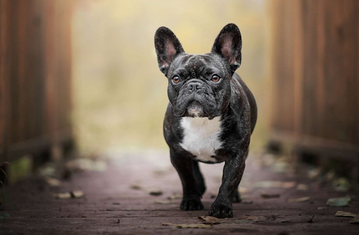 Can a French bulldog mate multiple times?