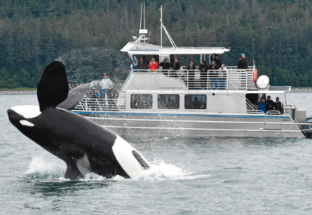 The Ultimate Guide To Whale Watching Tours In Juneau