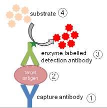 What is the Difference Between Enzyme Assay and ELISA?