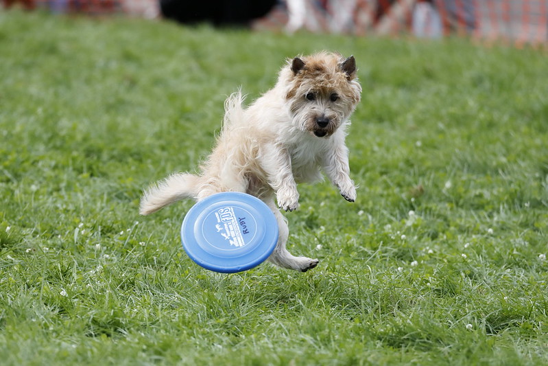 dog playing with a saucer