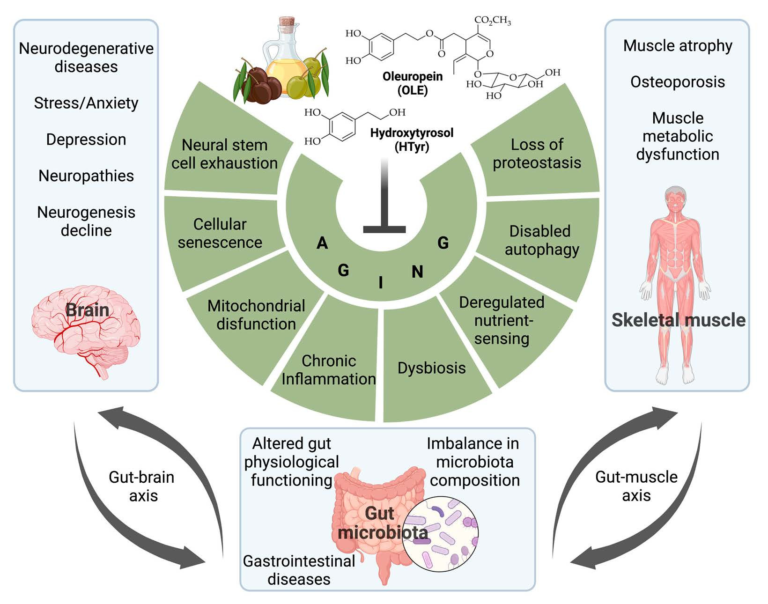 Wellness Catalysts: Exploring the Nutrient Driving Cellular Energy
